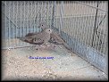Holoubek vrabci 1,1